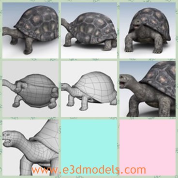 3d model the tortoise - This is a 3d model of the tortoise,which is the common sea animals in the world.The animal is the amphibian one in life.